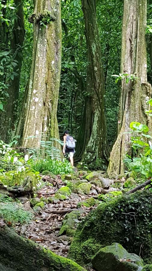 Moorea : Safari Nature and Culture Tour with local guide - Why this tour feels different from a standard island drive