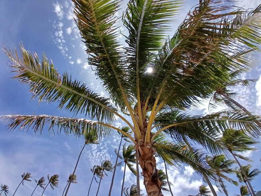 Moorea : Safari Nature and Culture Tour with local guide - How the four-hour schedule works