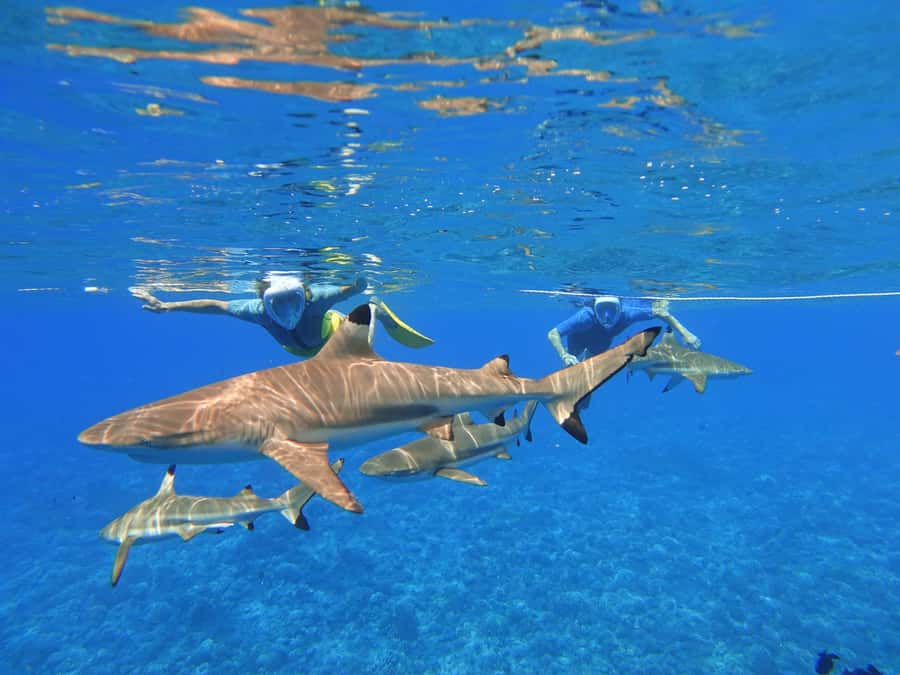 Moorea: Sea Scooter Snorkeling Tour - Three water stops, with the rays saved for last