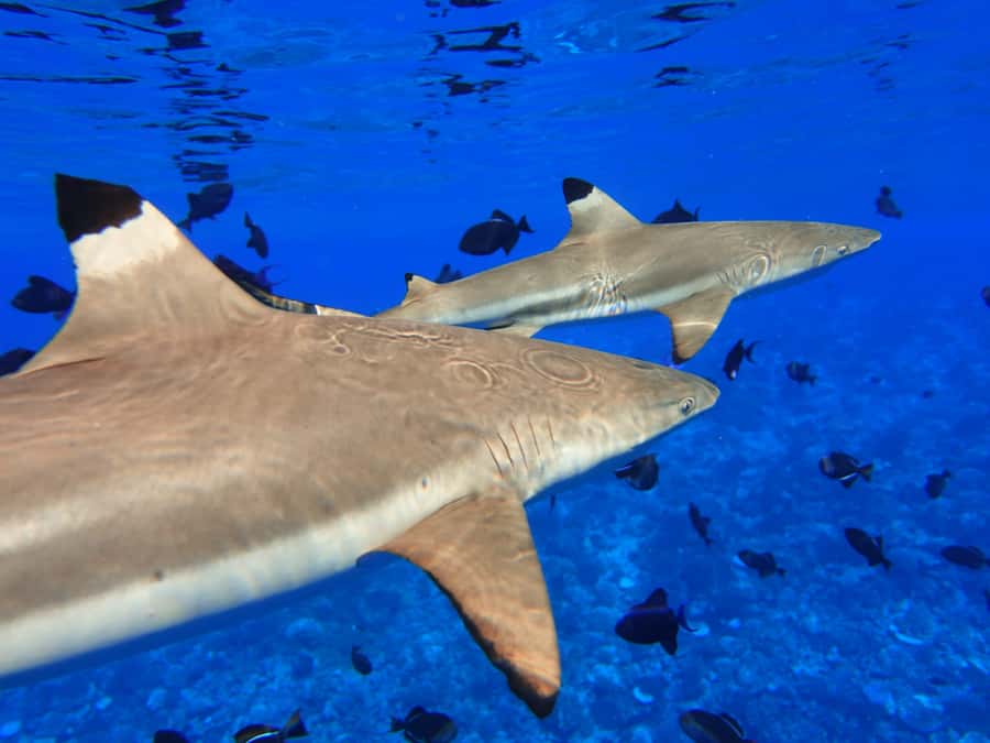 Moorea: Sea Scooter Snorkeling Tour - Marine life, from coral fish to occasional dolphins