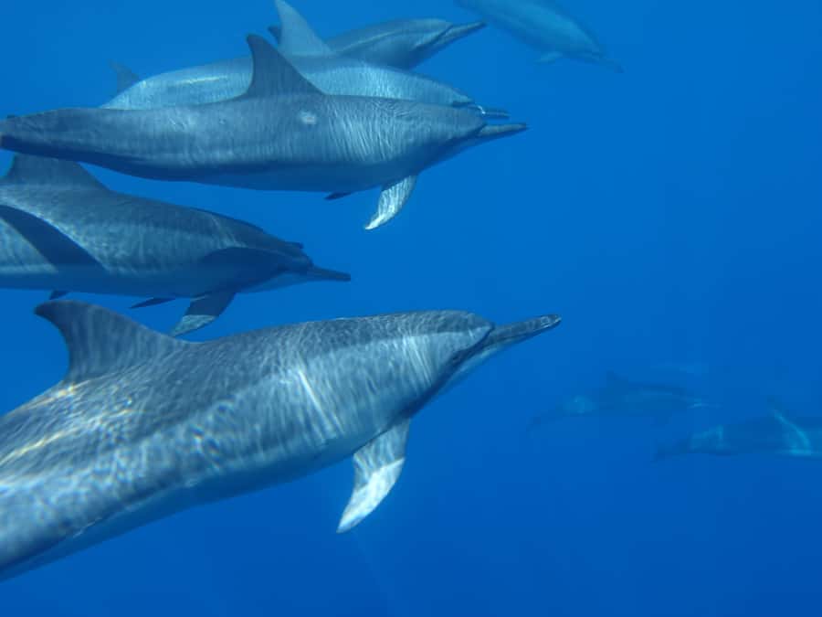 Moorea: Sea Scooter Snorkeling Tour - Who will enjoy this tour most
