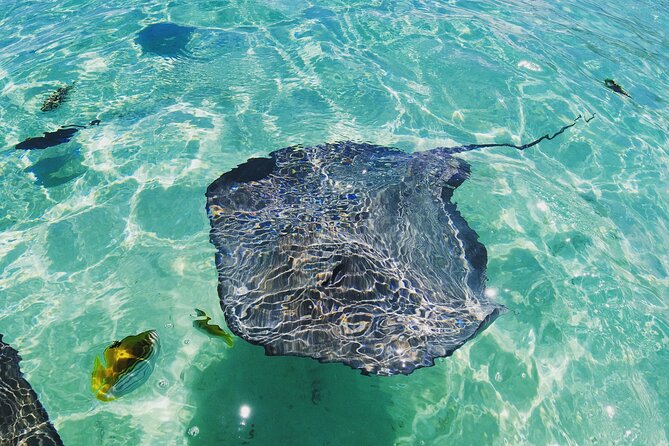 Moorea Solo or Twin 2 hours Jet Ski Tour - Opunohu Bay and the second coastal view