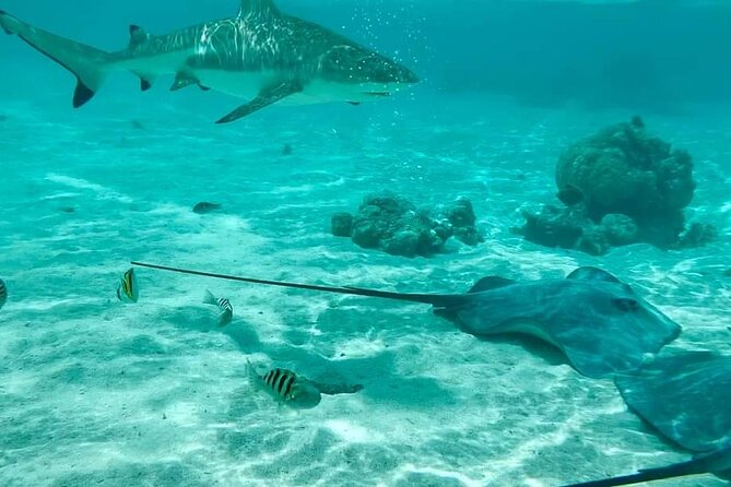 Moorea Solo or Twin 2 hours Jet Ski Tour - The stingray and blacktip shark stop