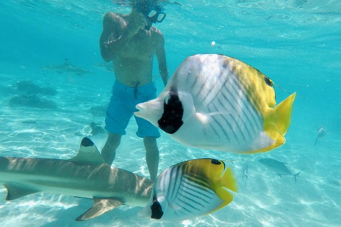 Moorea Solo or Twin 3 hours Jet Ski Tour - Solo or twin: choosing the right ride