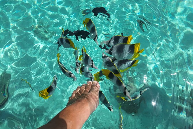 Moorea Solo or Twin Island Tour Jet Ski 4 hours - Swimming with rays, blacktip sharks, and reef life
