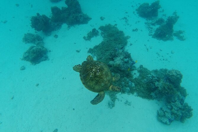 Moorea Solo or Twin Island Tour Jet Ski 4 hours - The value of $327.86 for one or two people