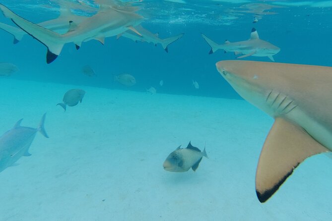 Moorea Solo or Twin Island Tour Jet Ski 4 hours - What to bring and how to prepare