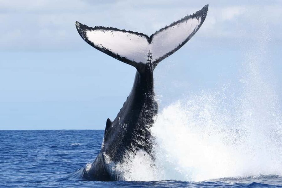 Moorea: Whale watching adventure - Key points to know before booking