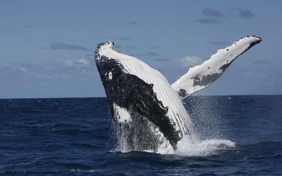 Moorea: Whale watching adventure - Setting out from Opunohu Bay