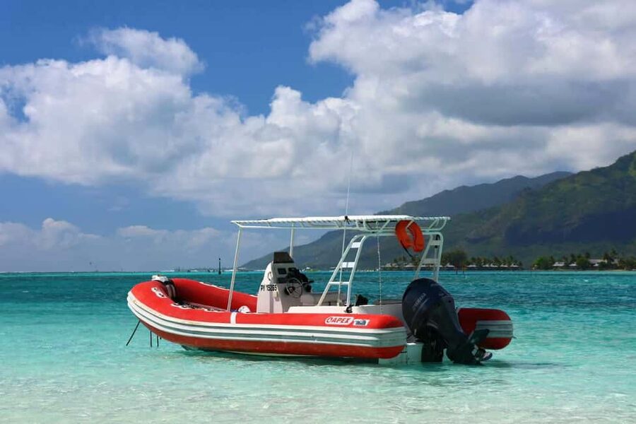Moorea: Whale watching adventure - The search for whales and other marine life