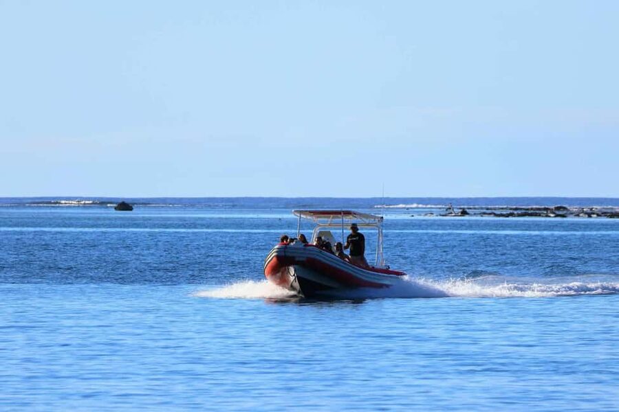 Moorea: Whale watching adventure - Why Moorea attracts humpback whales