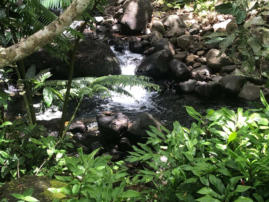 Must-Do : Nature, Culture & Moments Uniques – MirimirI Tours - What makes this Raiatea tour special