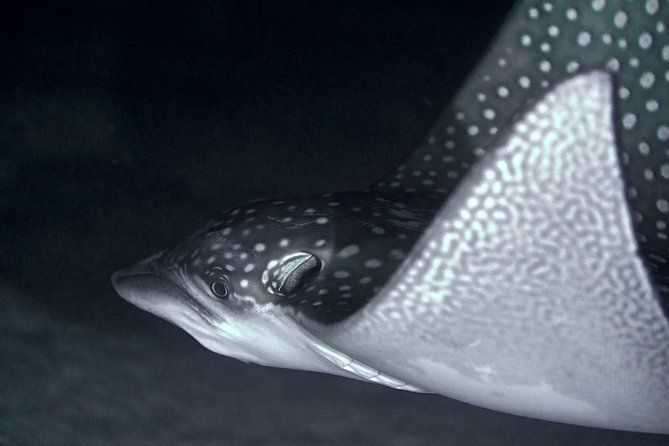 Night Snorkeling - Key points at a glance