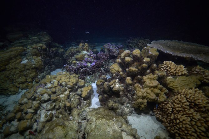 Night Snorkeling - Why Moorea’s lagoon is different after dark