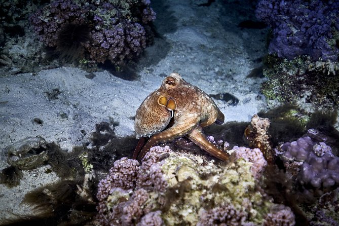 Night Snorkeling - What the small group adds