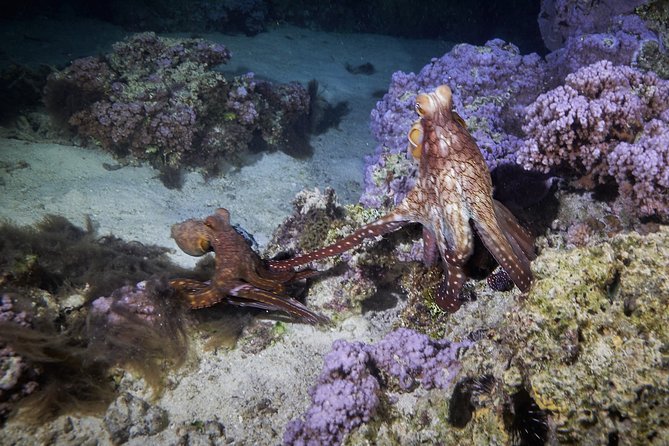 Night Snorkeling - Gear, wetsuits, snacks, and practical comfort