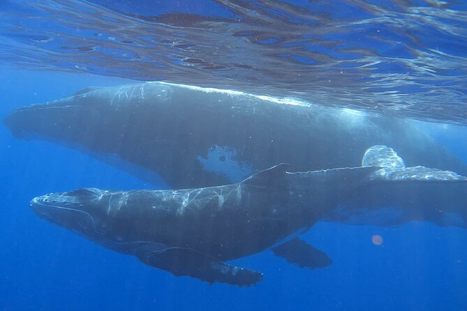 Observe and Swim with Whales in Tahiti - Key points at a glance