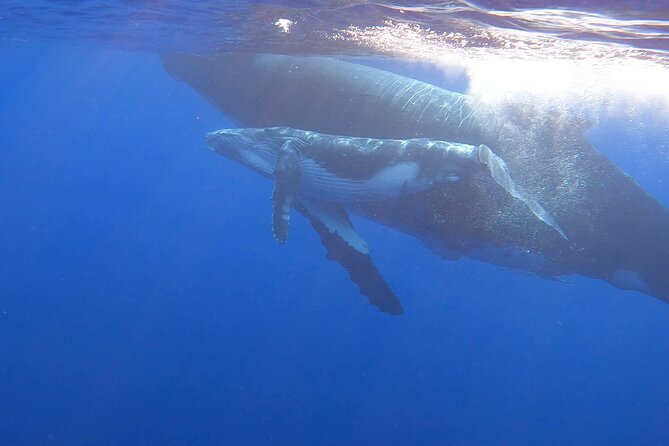 Observe and Swim with Whales in Tahiti - The morning’s real attraction: wild whales near Tahiti