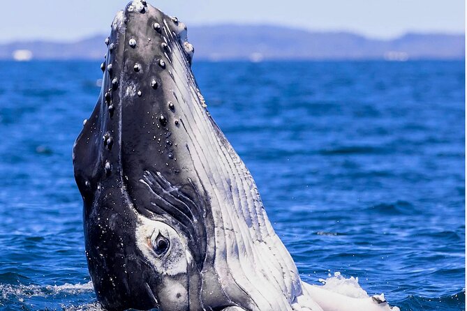 Observe and Swim with Whales in Tahiti - When a whale swim does not happen
