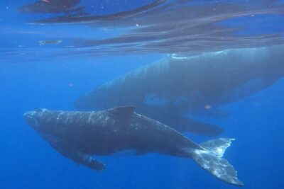 Observe and Swim with Whales in Tahiti
