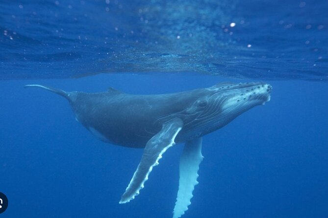 Observe and Swim with Whales in Tahiti - Equipment, towels, and the final turtle swim