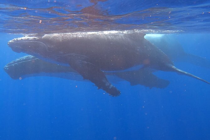 Observe and Swim with Whales in Tahiti - Who should book this Tahiti whale tour?