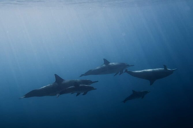 Ocean Discovery and Snorkelling in Tahiti - The Naturalist Guide Makes the Difference