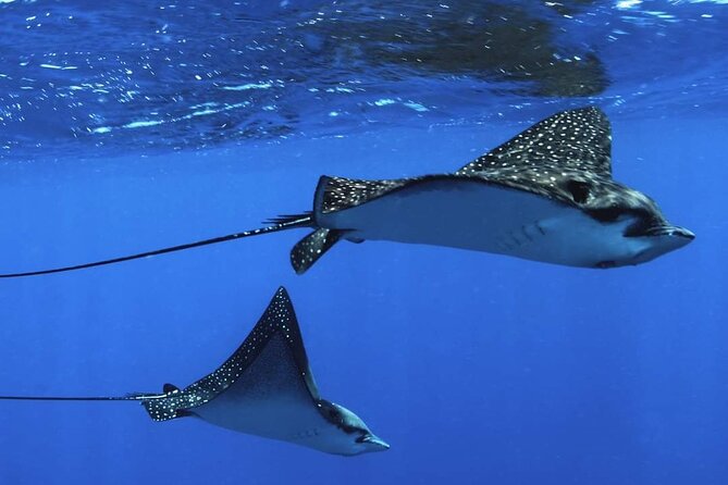 Ocean Discovery and Snorkelling in Tahiti - Equipment, Snacks, and Underwater Photos