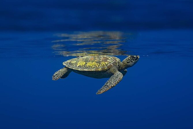 Ocean Discovery and Snorkelling in Tahiti - Who Will Enjoy This Morning Most?
