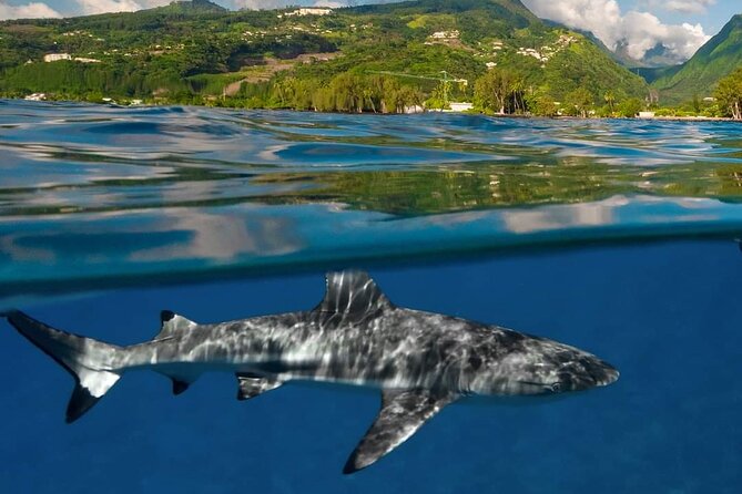 Ocean Discovery and Snorkelling in Tahiti - Shipwrecks and the Chance of Larger Wildlife