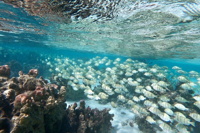 Private Boat Tour of Moorea Lagoon - Included GoPro photos are more valuable than they sound