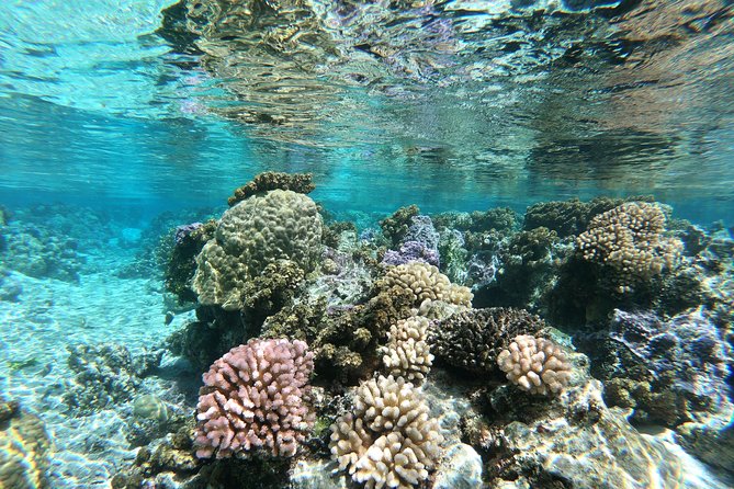 Private Boat Tour of Moorea Lagoon - Who gets the best value from this Moorea excursion?