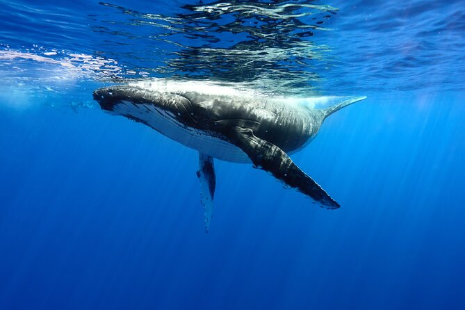 Private boat tour to swim with whales and sharks - Key points before you book