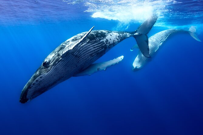 Private boat tour to swim with whales and sharks - Meeting the boat at Moorea’s starting point