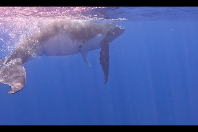 Private boat tour to swim with whales and sharks - Watching, listening, and deciding if you enter