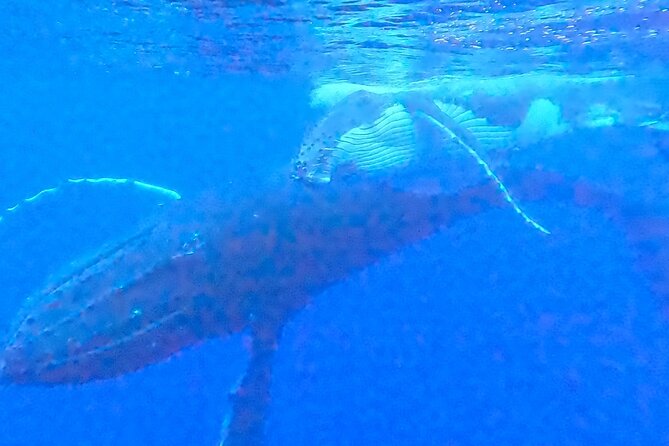 Private boat tour to swim with whales and sharks - How the private format changes the experience