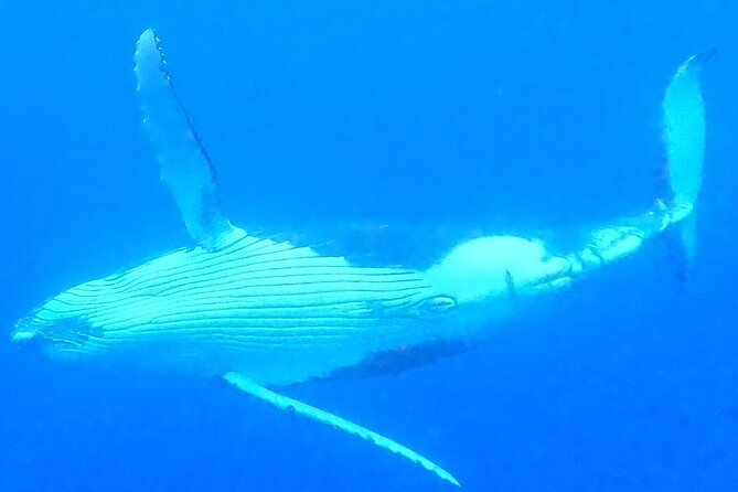 Private boat tour to swim with whales and sharks - Physical demands and who should book