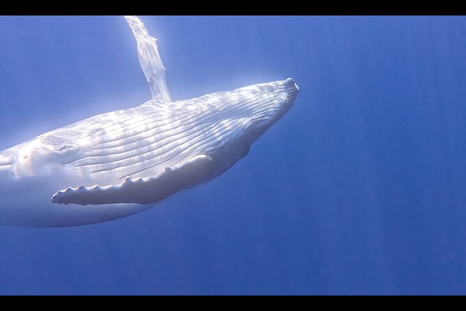 Private boat tour to swim with whales and sharks - Searching for humpback whales from the boat