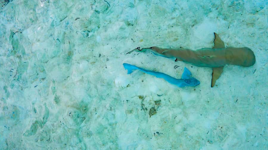 Private Bora Bora Lagoon Snorkel Cruise with BBQ Picnic - Meeting Rays in Bora Bora’s Shallow Lagoon