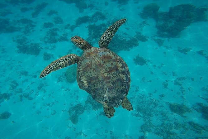 Private Discovery of the Marine Fauna of Moorea - Starting at Coco Beach and heading into the lagoon