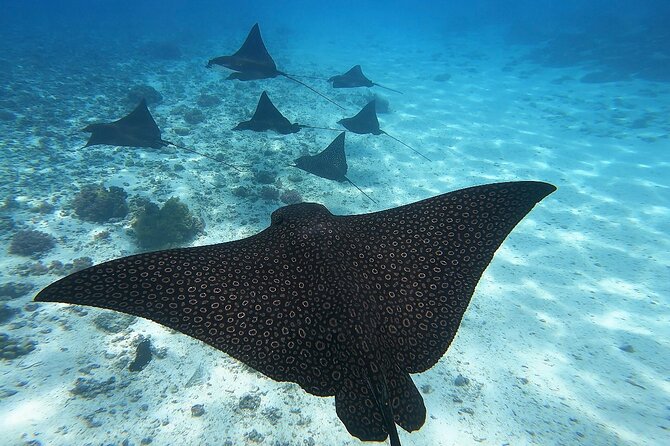 Private Discovery of the Marine Fauna of Moorea - Swimming with sea turtles in the lagoon