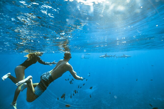 Private Discovery of the Marine Fauna of Moorea - Meeting stingrays and blacktip sharks at the sandbar