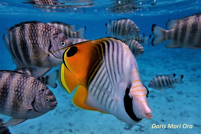 Private excursion Half day Moorea Discovery of the lagoon - Cruising aboard the Mori Ora Piti