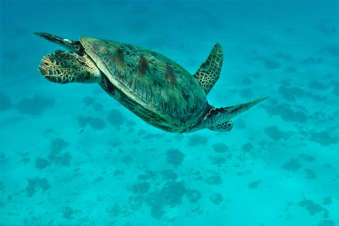 Private excursion Half day Moorea Discovery of the lagoon - A private format that changes the feel