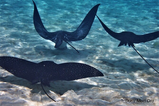 Private excursion Half day Moorea Discovery of the lagoon - Snorkeling spots with rays, sharks, and turtles