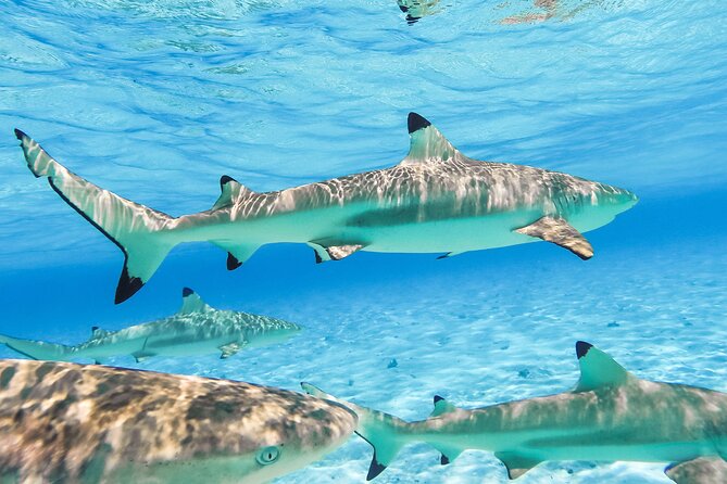 Private Full-Day Lagoon Adventure in Bora Bora with BBQ Lunch - Second stop: stingrays in shallow water