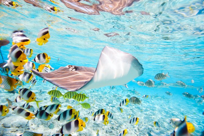 Private Full-Day Lagoon Adventure in Bora Bora with BBQ Lunch - The real value of the $1,068.76 price