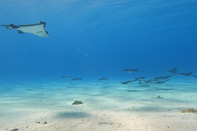 Private Full Day Lagoon Safari and Lunch on a Motu in Bora Bora - Starting in Matira at 9:00 am