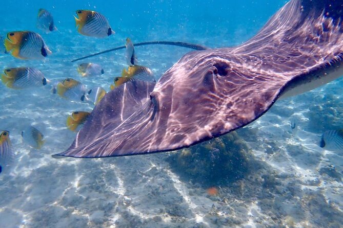 Private Full Day Lagoon Safari and Lunch on a Motu in Bora Bora - Lunch on a motu