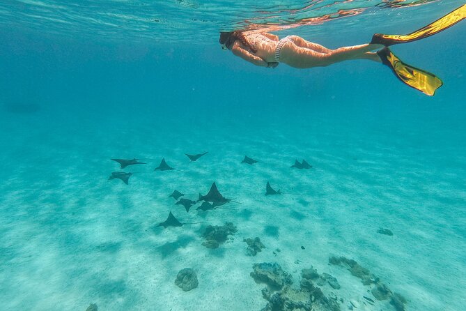 PRIVATE FULL DAY LAGOON TOUR - Bora Bora Cultural Lagoon Tour - Black tip sharks and manta rays when conditions align